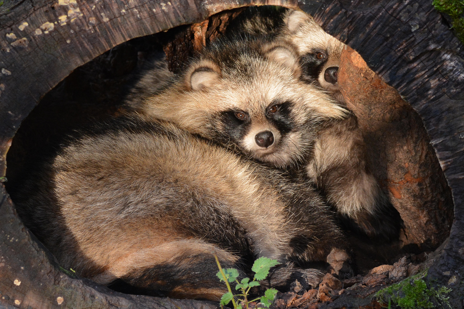 Marderhunde Foto & Bild | tiere, zoo, wildpark & falknerei, säugetiere ...