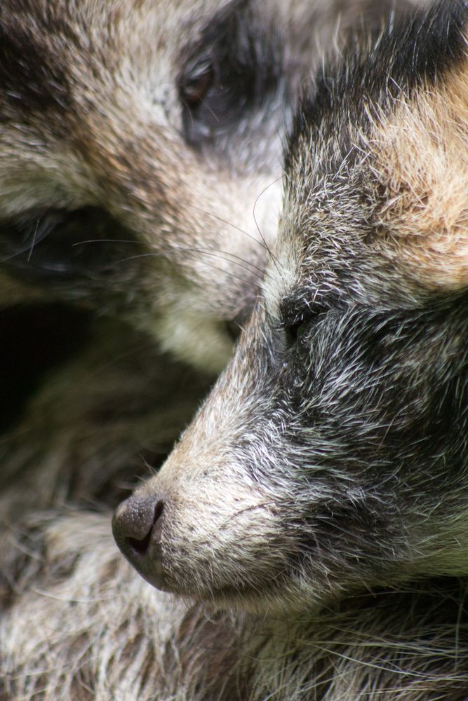 Marderhunde beim Schmusen (1)