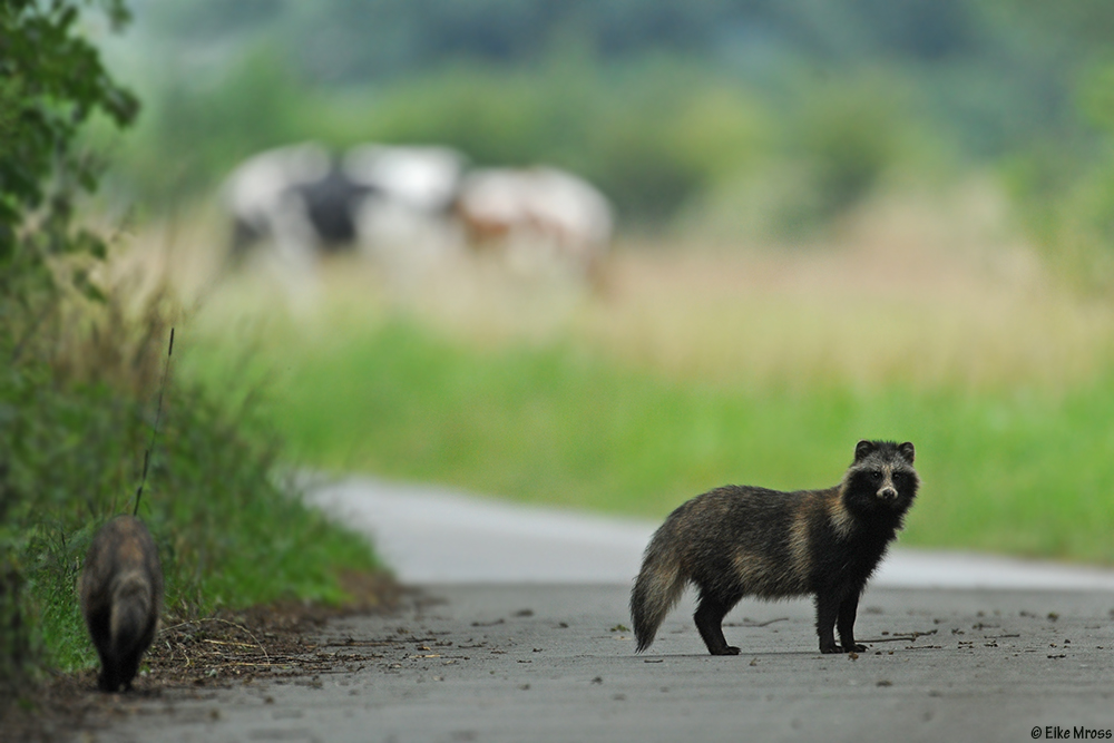 Marderhunde