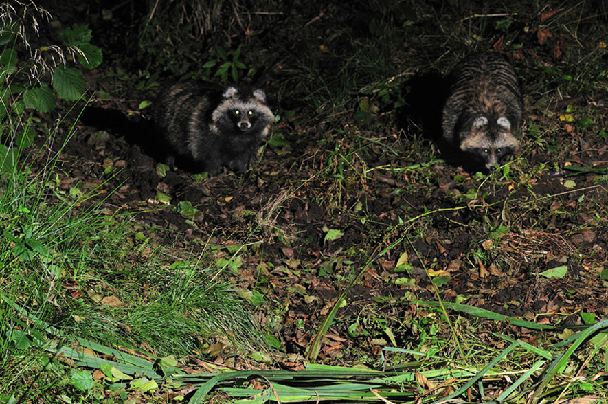 Marderhunde im Doppelpack