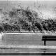 mare