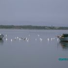 mare barche e gabbiani