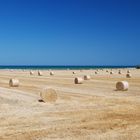 Mare Bionde e Riccioli d'Oro