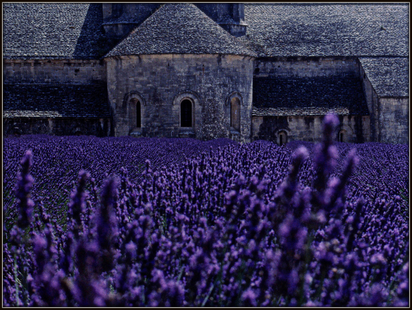 Mare di lavanda