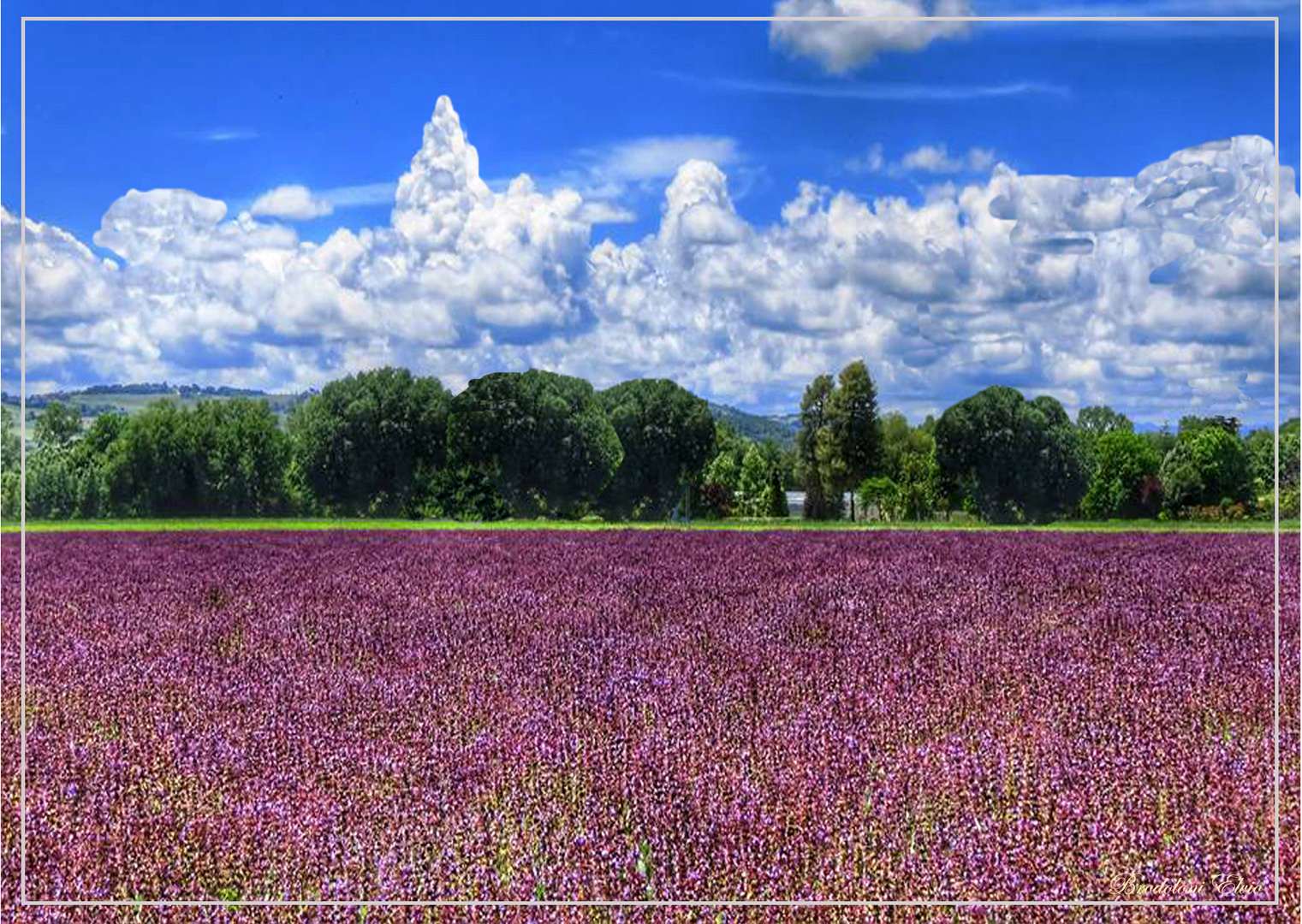 Mare di salvia