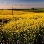 Mare giallo (2)