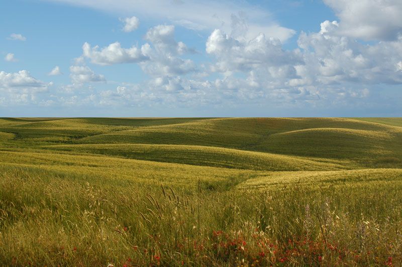 mare verde