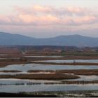 marécage de fucecchio.....(2000ha)