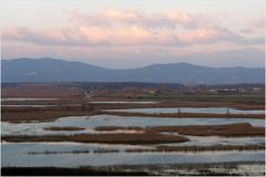 marécage de fucecchio.....(2000ha)