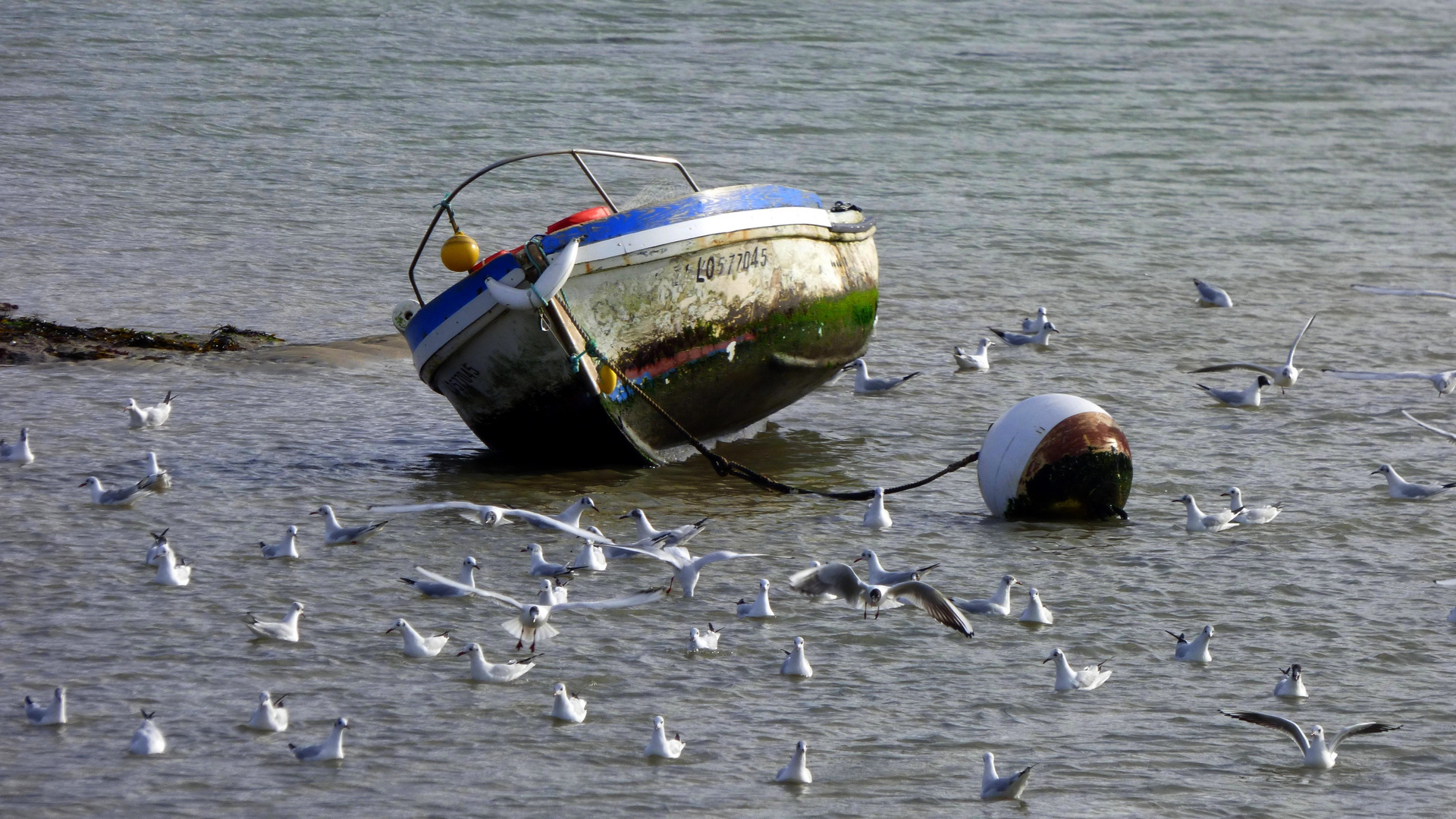 Marée basse