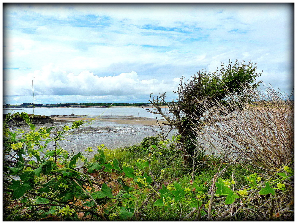 MAREE BASSE à Billiers .