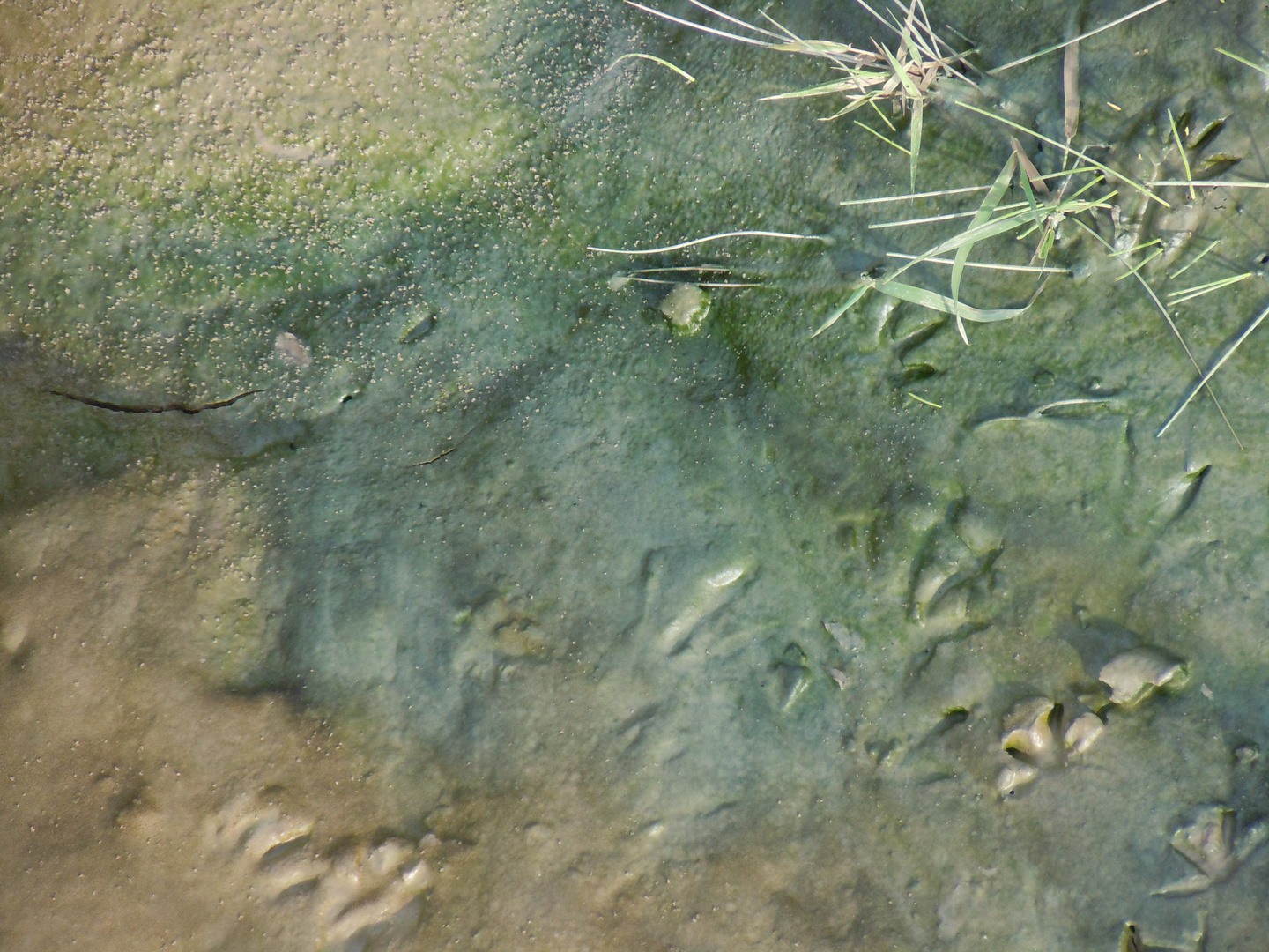 Marée basse dans l'estey (2)