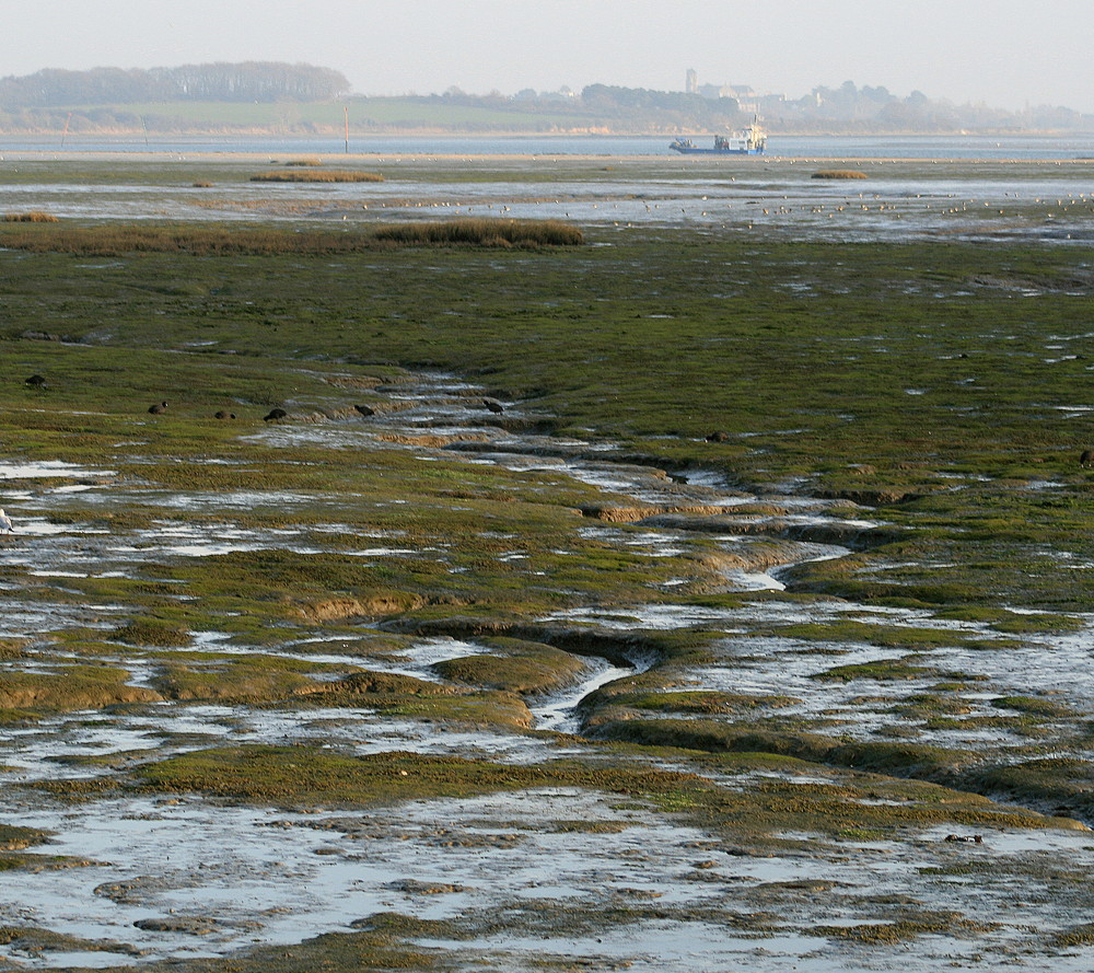 Marée basse sur le Golfe du Morbihan