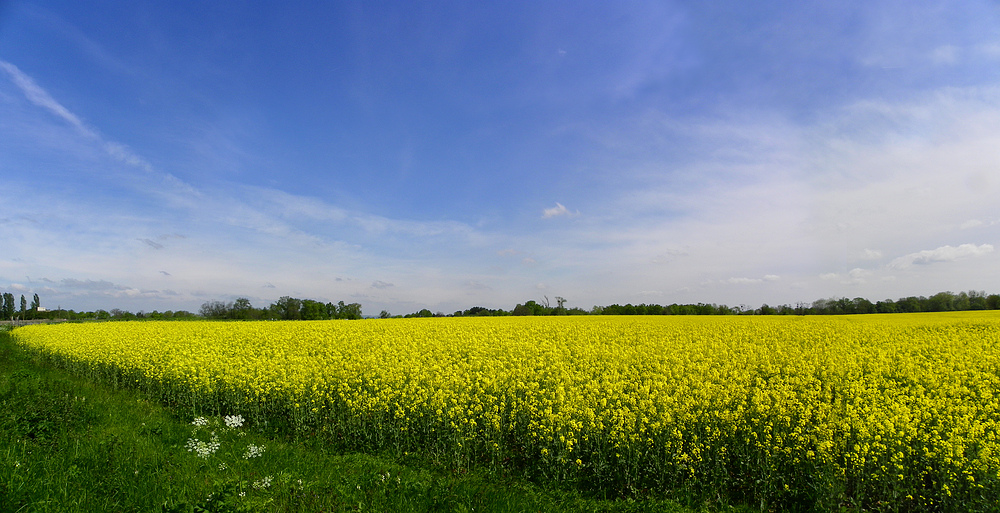 Marée jaune en campagne