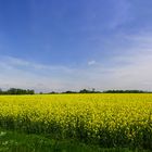 Marée jaune en campagne