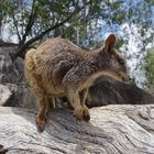 Mareeba Rock Wallaby