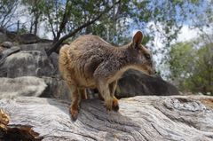 Mareeba Rock Wallaby