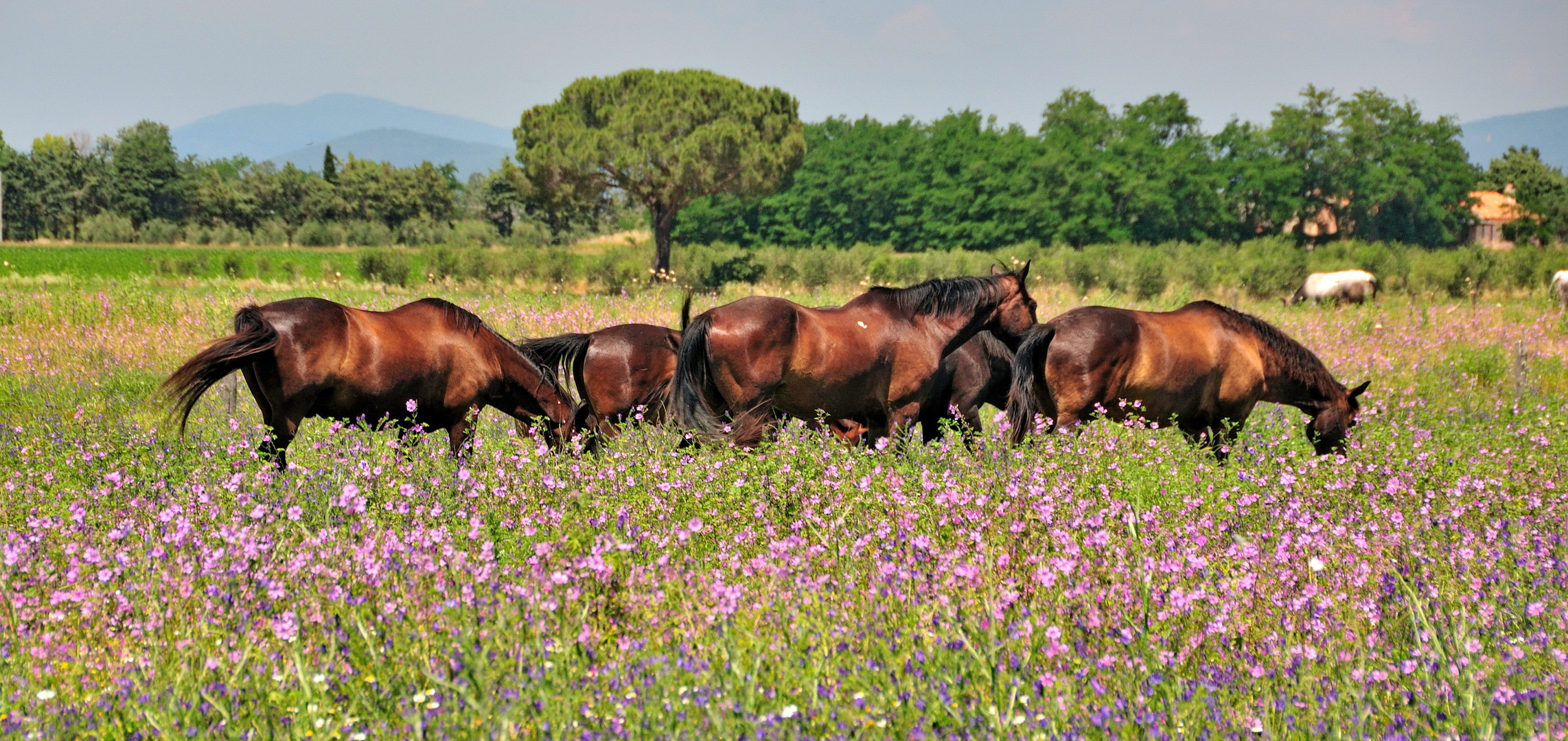 Maremma