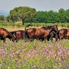 Maremma