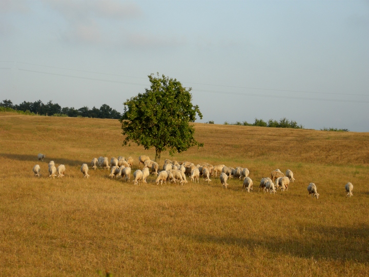 Maremma