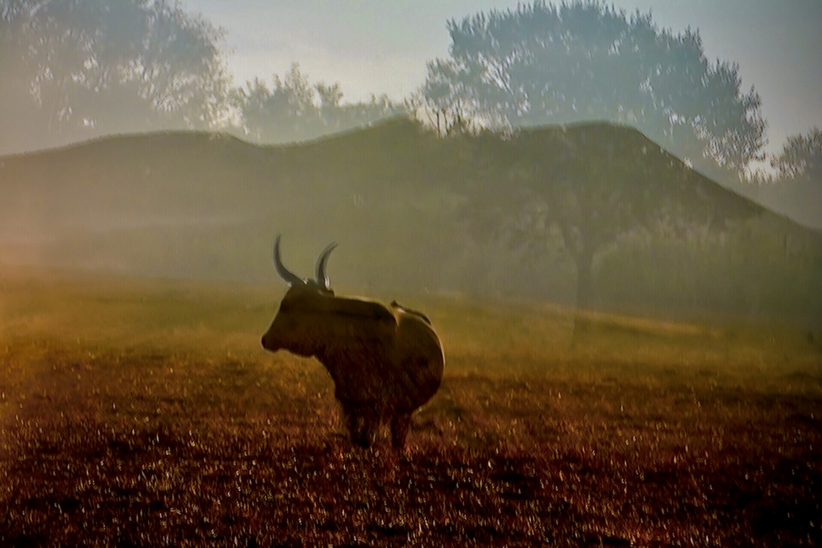 Maremma