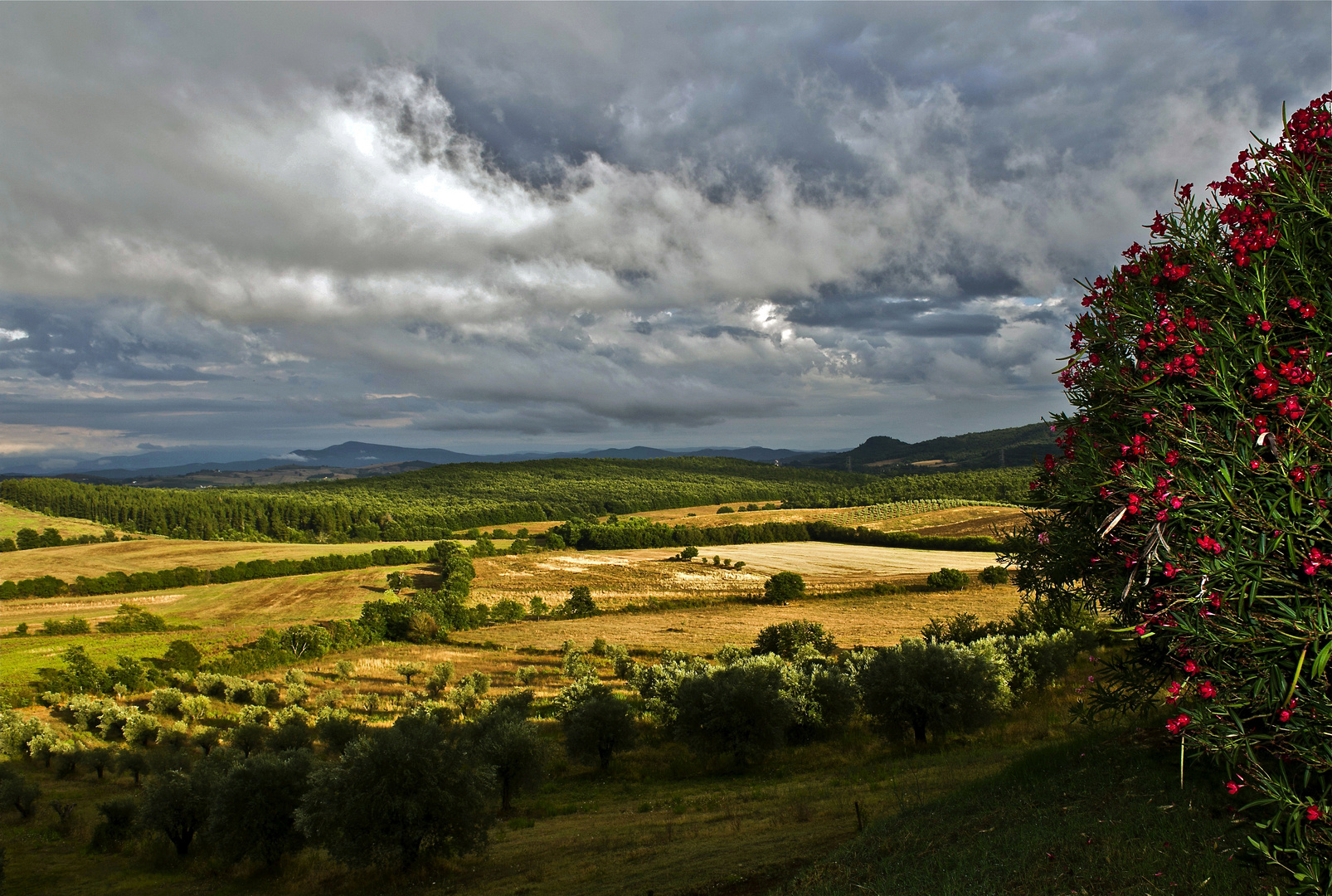 Maremma