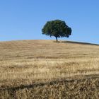 maremma