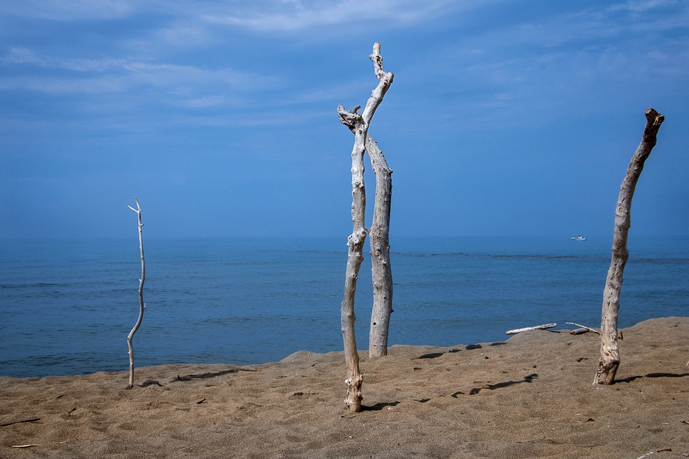 Maremma di Albarese