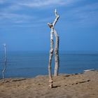 Maremma di Albarese