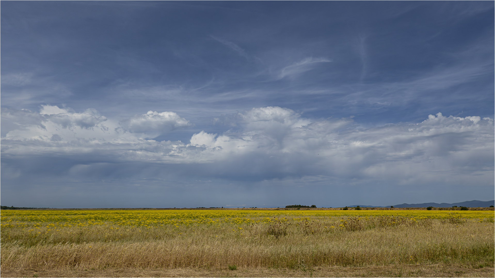 Maremma II