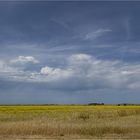Maremma II