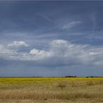 Maremma II