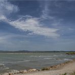 Maremma III