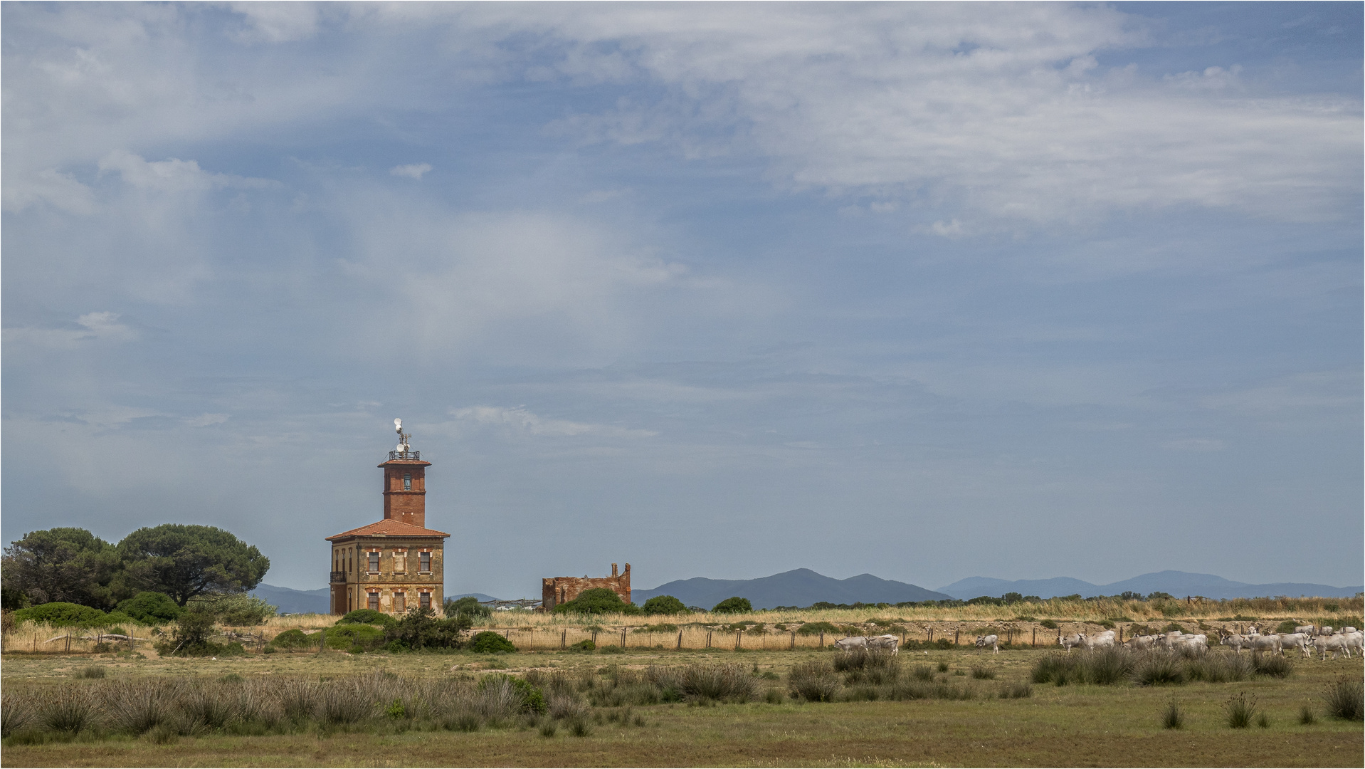 Maremma IV