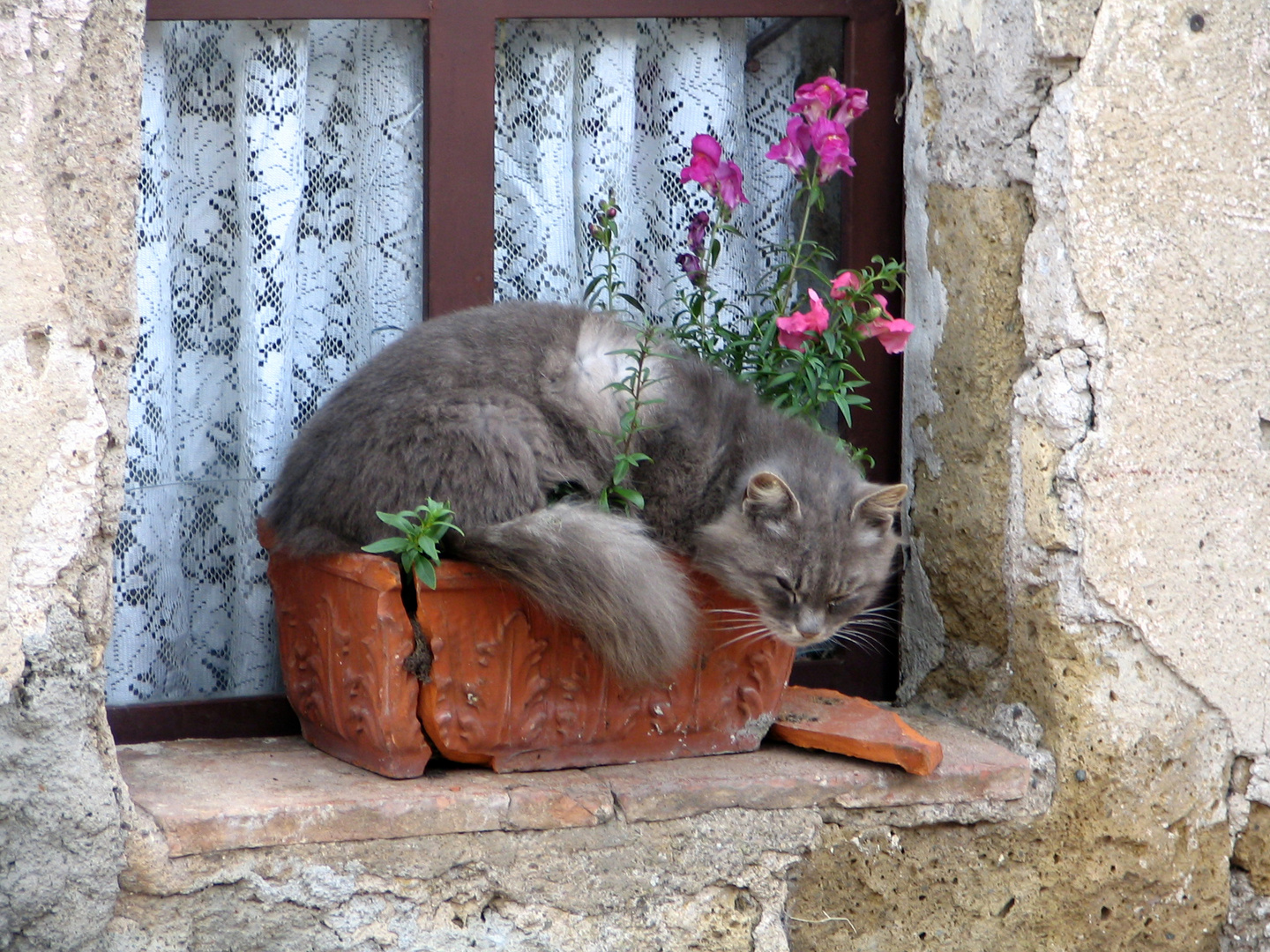 Maremma-Katze