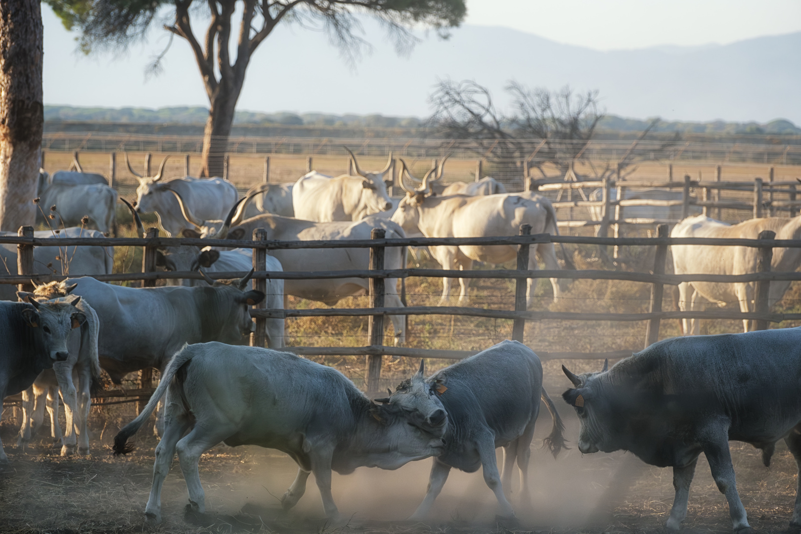 Maremma Rinder