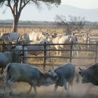 Maremma Rinder