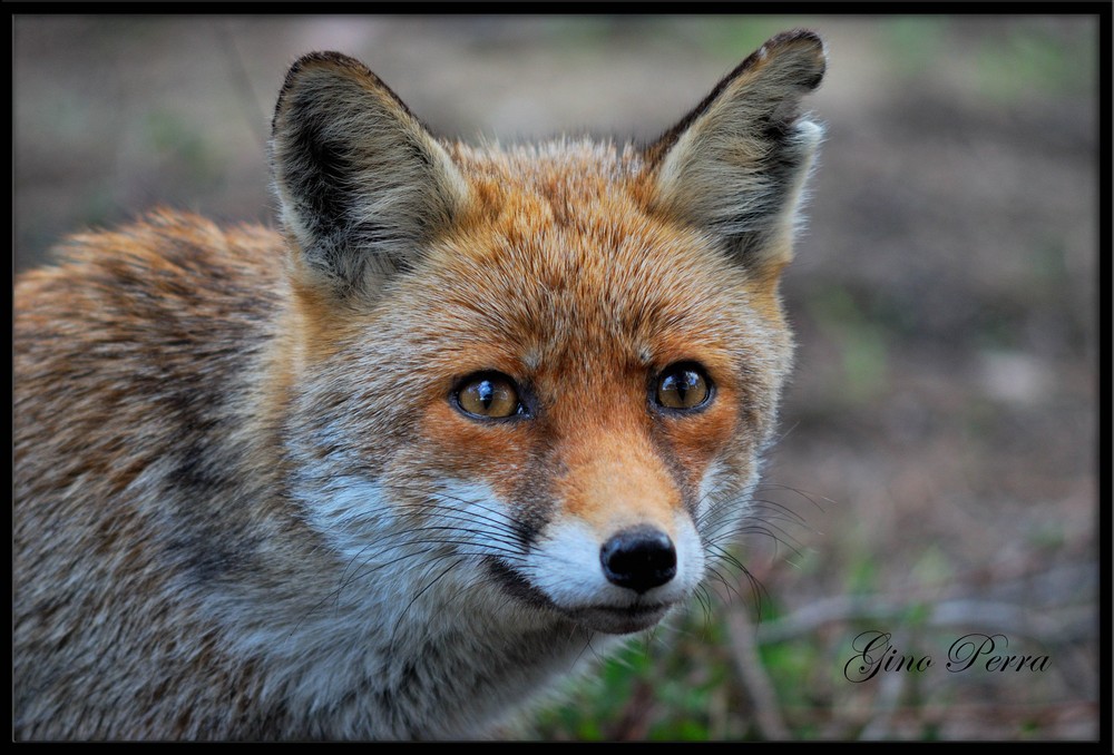 Maremma .... the fox