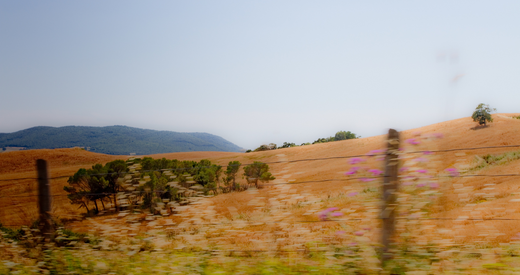 Maremma (Toscana) im Vorbeifahren durch den Zaun