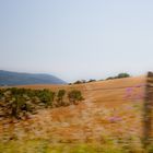 Maremma (Toscana) im Vorbeifahren durch den Zaun