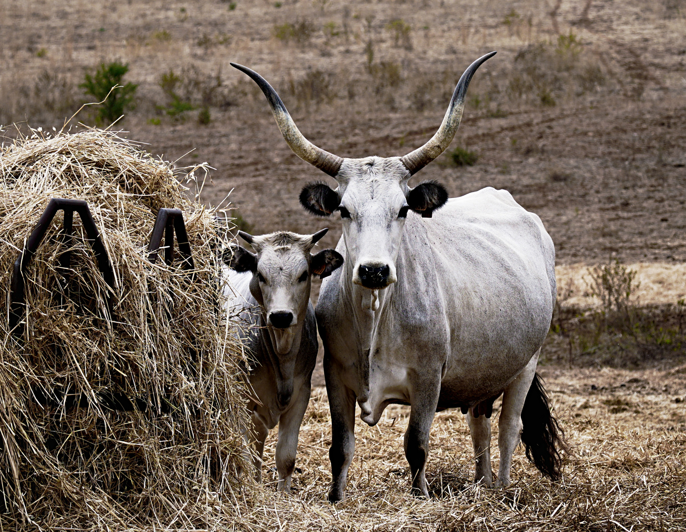 Maremmaner Kuh mit ihrem Kalb