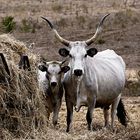 Maremmaner Kuh mit ihrem Kalb