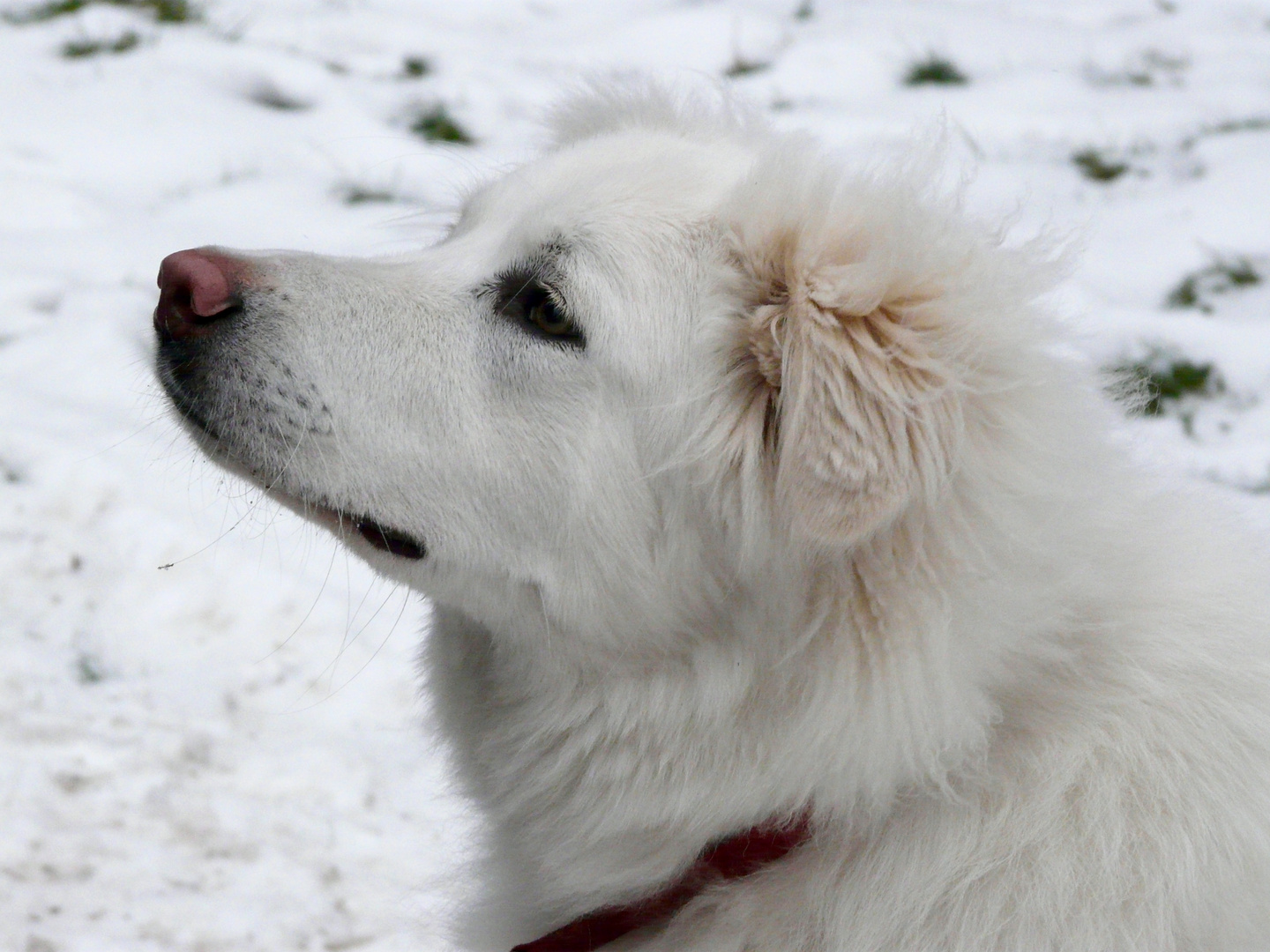 Maremmano Junger Maremmaner Hirtenhund P1220667 Foto & Bild tiere