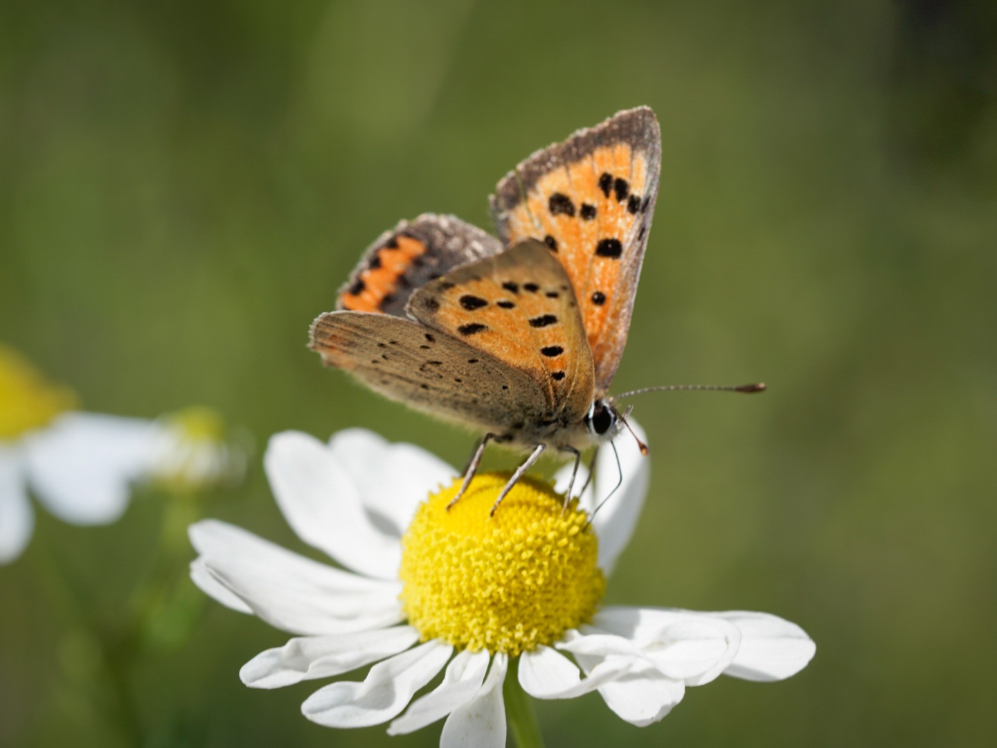 Margarete und ein geflügelte  Besucher 