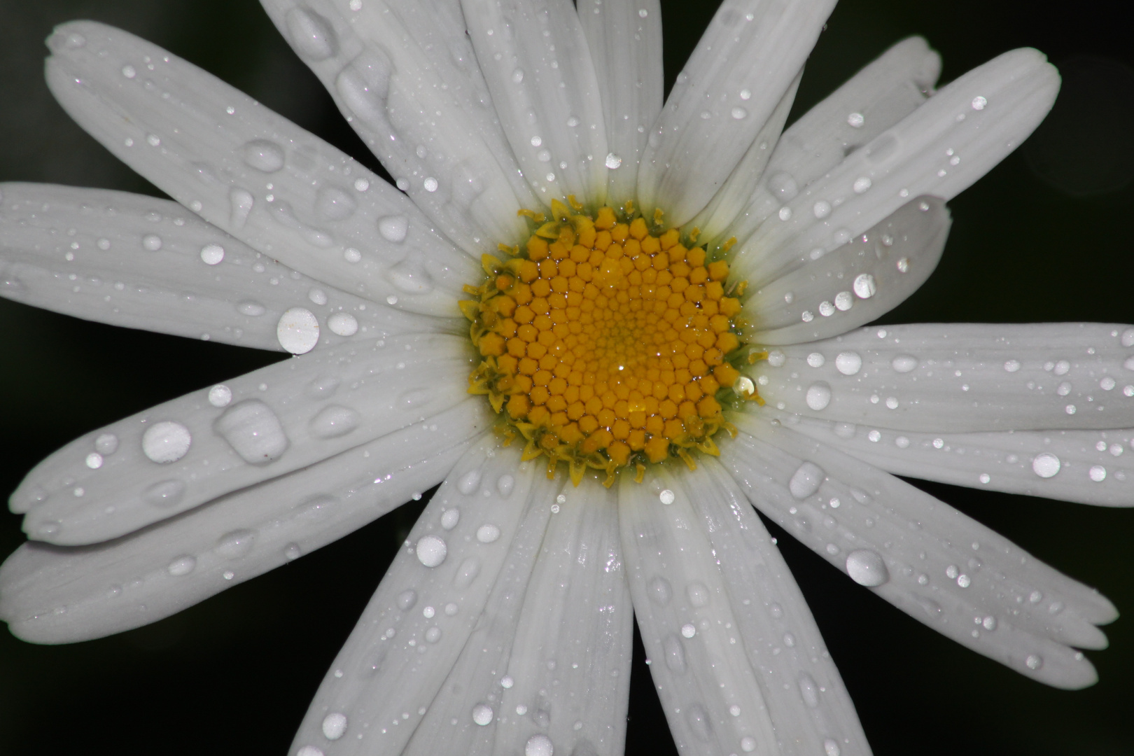 Margareteblume