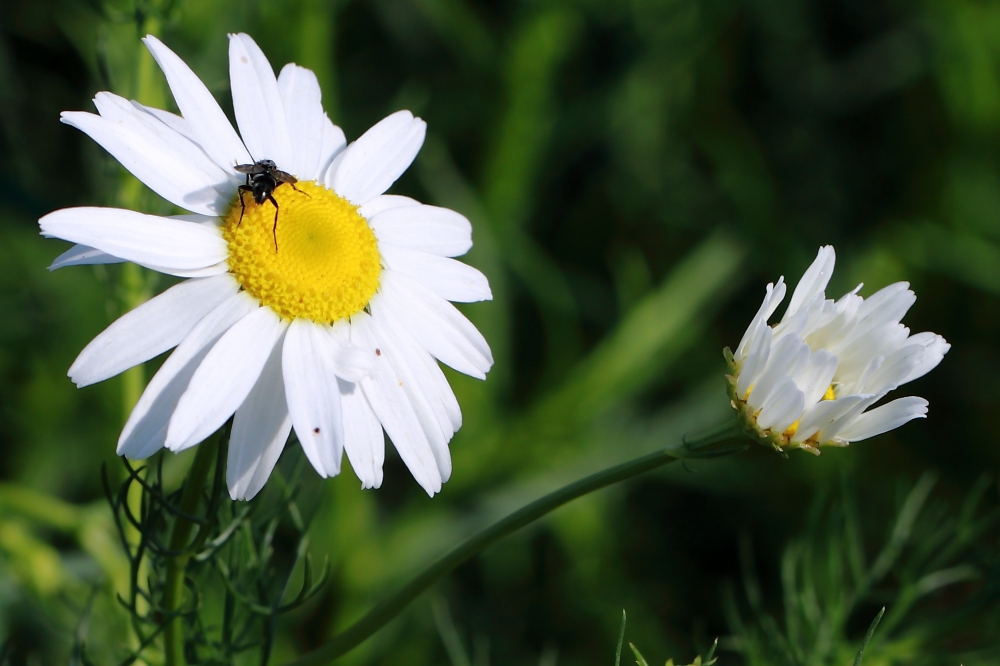 Margaretenblume