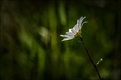 Margaretenblume