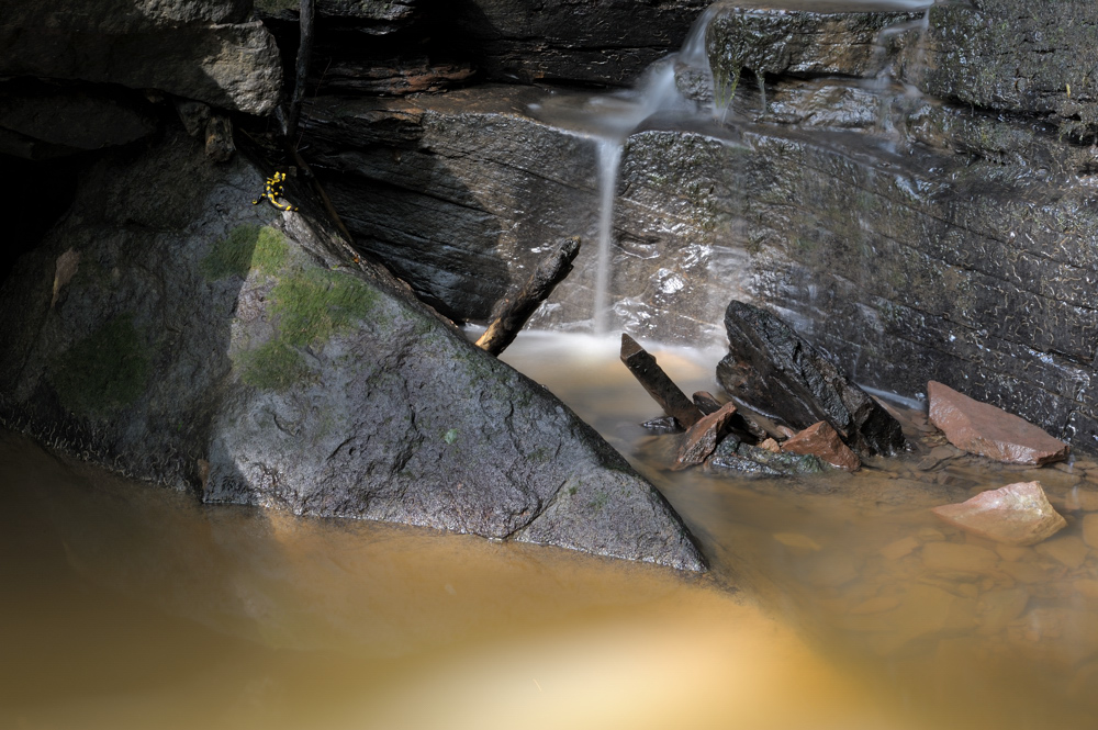 Margarethenschlucht bei Neckargerach