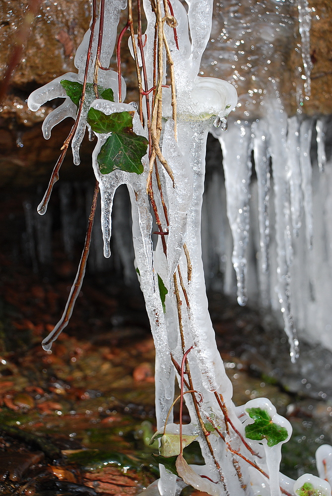 Margarethenschlucht: Efeu im Eis