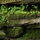 Margarethenschlucht_Odenwald- Nr.6